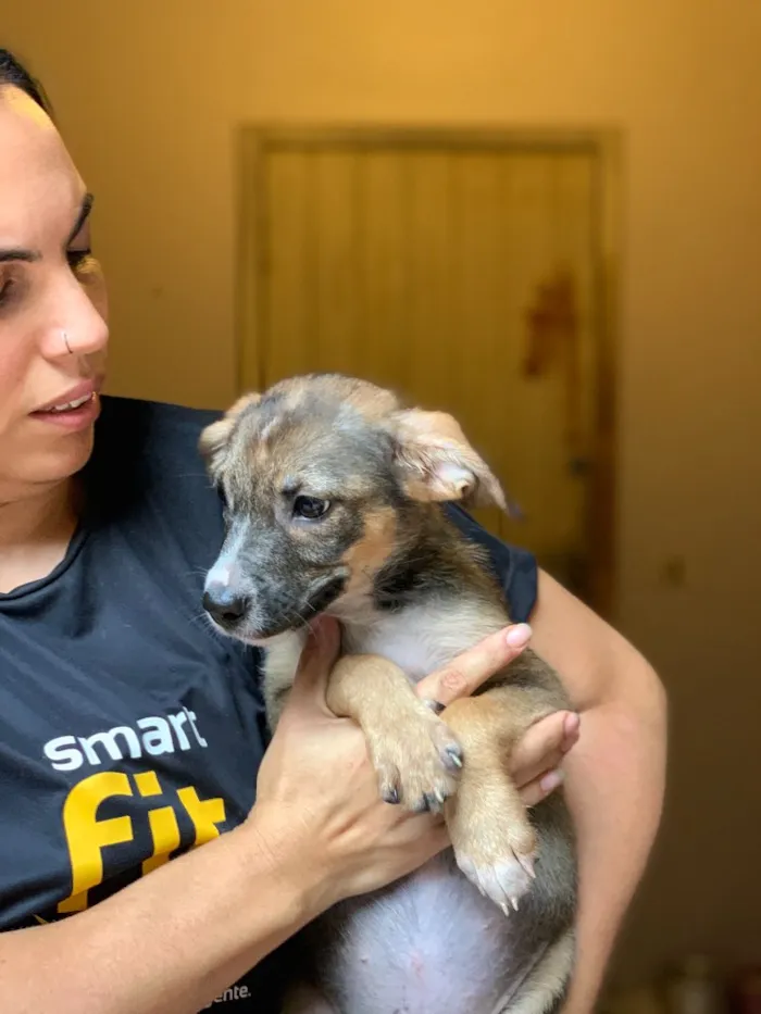 Cachorro ra a Srd idade  nome Narizinho 