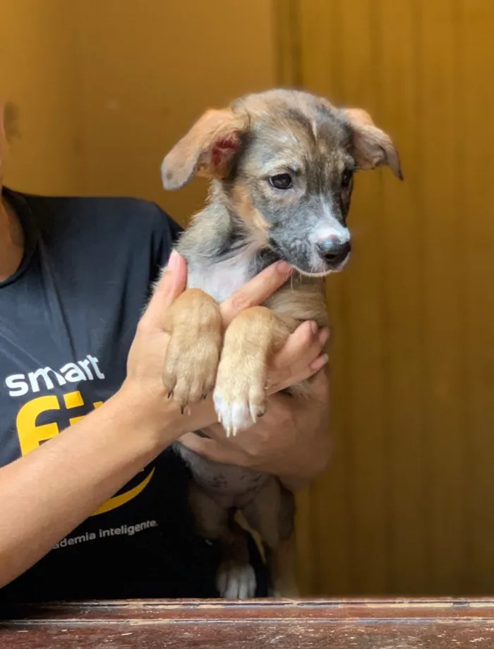 Cachorro ra a Srd idade  nome Narizinho 