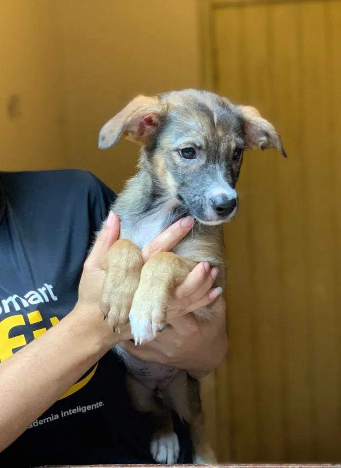 Cachorro ra a Srd idade  nome Narizinho 