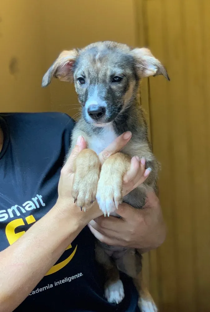 Cachorro ra a Srd idade  nome Narizinho 