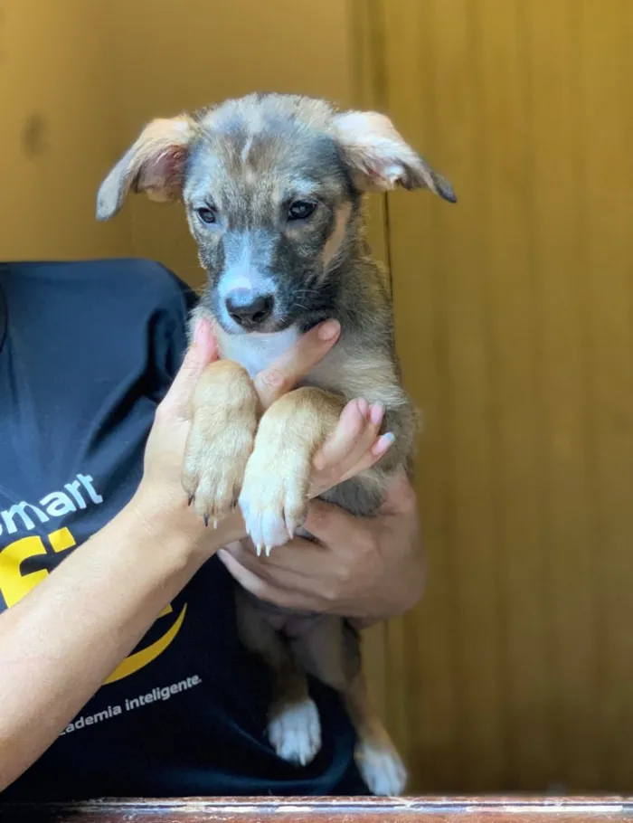 Cachorro ra a Srd idade  nome Narizinho 