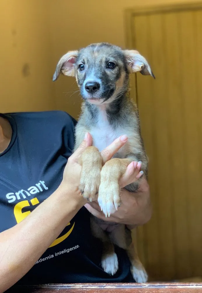 Cachorro ra a Srd idade  nome Narizinho 