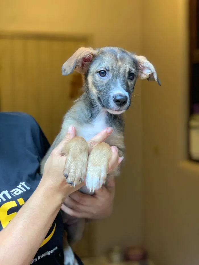 Cachorro ra a Srd idade  nome Narizinho 