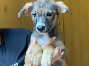 Cachorro raça Srd idade  nome Narizinho 