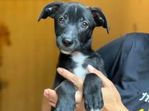 Cachorro raça Srd idade  nome Pedrinho