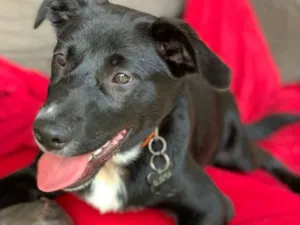 Cachorro raça Srd idade  nome Neto