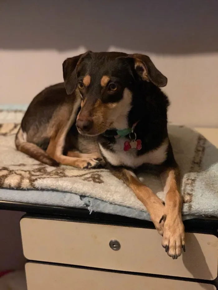 Cachorro raça Srd idade  nome Julinha