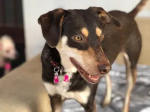 Cachorro raça Srd idade  nome Julinha