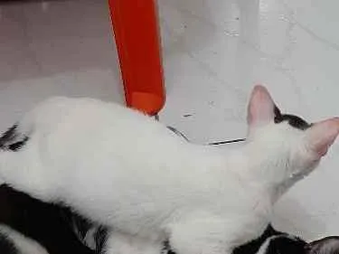 Gato ra a Vira lata  idade 2 a 6 meses nome Snow