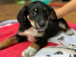 Cachorro raça Srd idade  nome Zoe