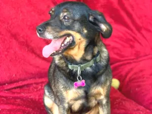 Cachorro raça Srd idade  nome Serena