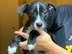 Cachorro raça Srd idade  nome Linus