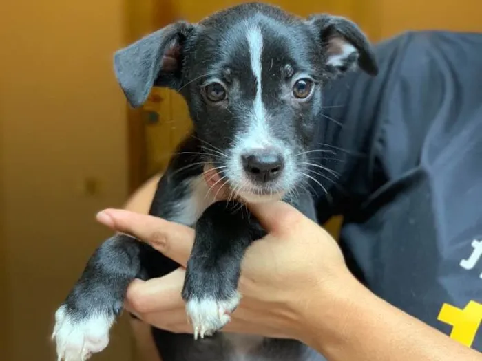 Cachorro ra a Srd idade  nome Linus