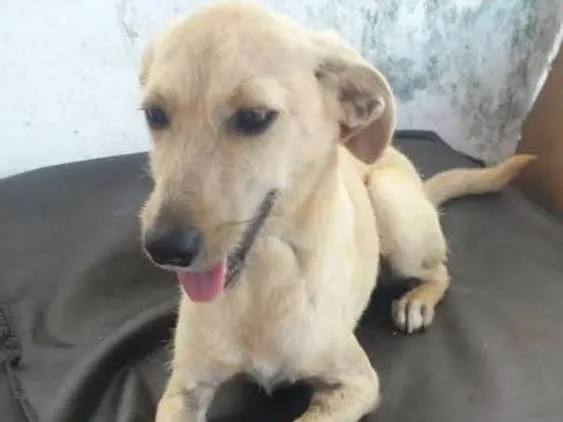Cachorro ra a Não definida idade 7 a 11 meses nome Gabi