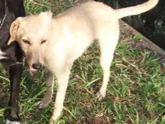 Cachorro ra a Não definida idade 7 a 11 meses nome Gabi