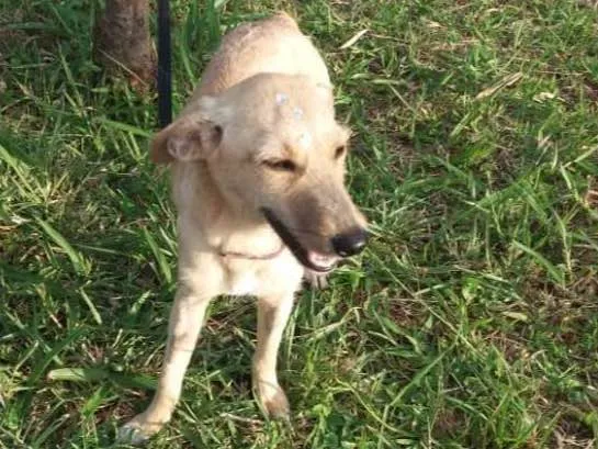 Cachorro ra a Não definida idade 7 a 11 meses nome Gabi