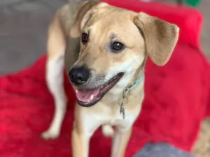 Cachorro raça Srd idade  nome Brown