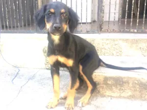 Cachorro raça Viralata idade 2 a 6 meses nome Boby