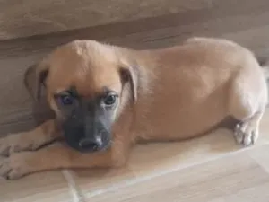 Cachorro raça Srd idade Abaixo de 2 meses nome Lorena 