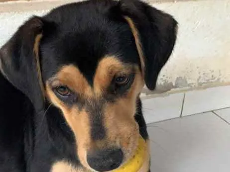 Cachorro ra a SRD idade  nome Cora