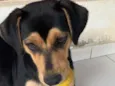 Cora