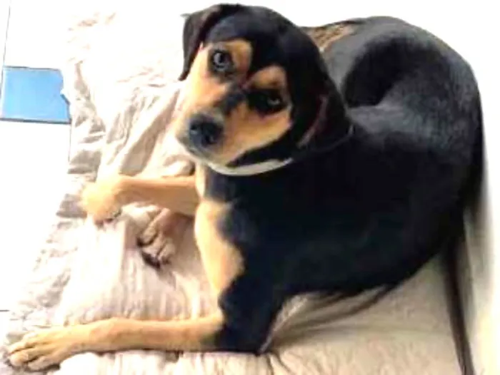 Cachorro ra a SRD idade  nome Cora