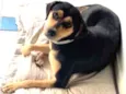 Cora