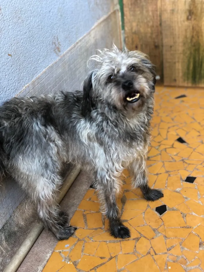 Cachorro ra a Srd idade  nome Lino