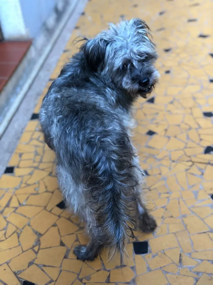 Cachorro ra a Srd idade  nome Lino