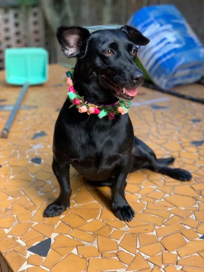 Cachorro ra a Srd idade  nome Dorothy