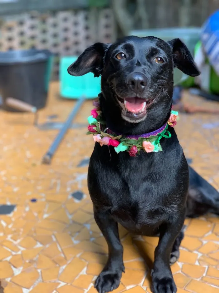 Cachorro ra a Srd idade  nome Dorothy
