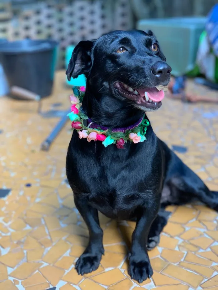 Cachorro ra a Srd idade  nome Dorothy