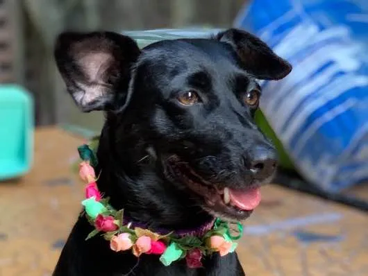 Cachorro ra a Srd idade  nome Dorothy
