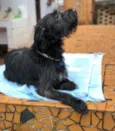 Snoopy