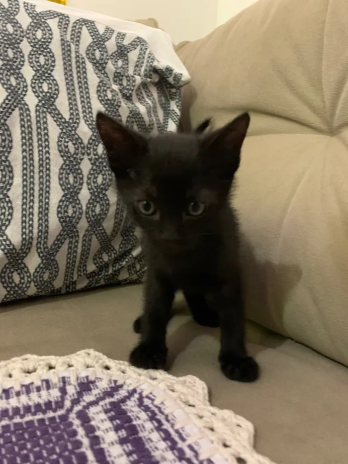 Gato ra a SRD idade Abaixo de 2 meses nome Socorro! 
