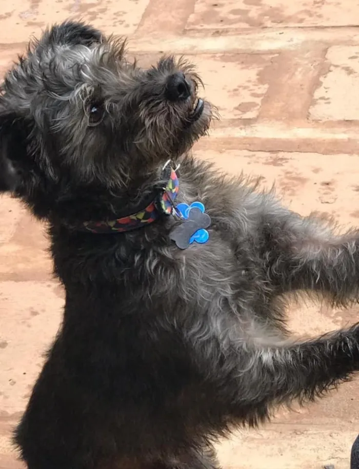 Cachorro ra a Srd idade  nome Lino