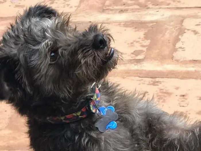Cachorro ra a Srd idade  nome Lino