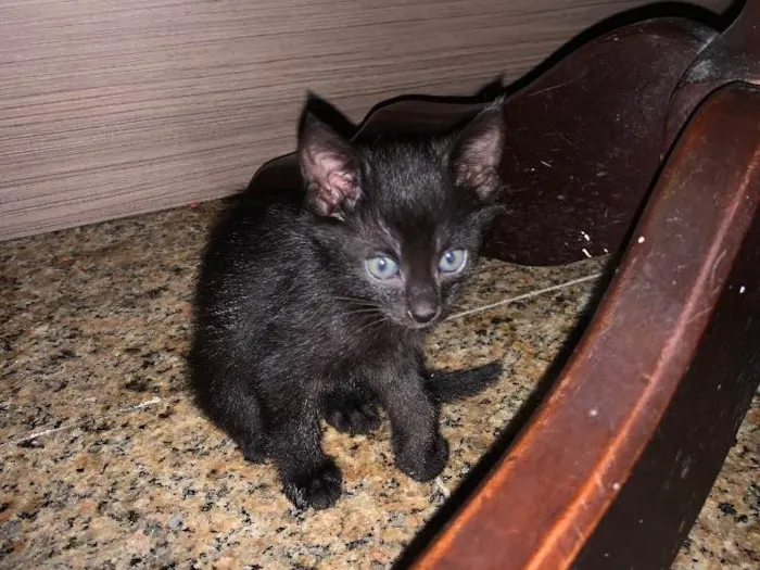 Gato ra a SRD idade Abaixo de 2 meses nome Socorro! 