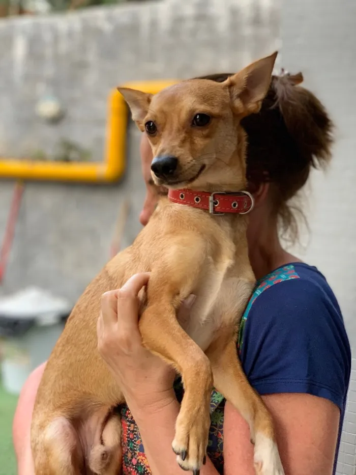 Cachorro ra a Srd idade  nome João