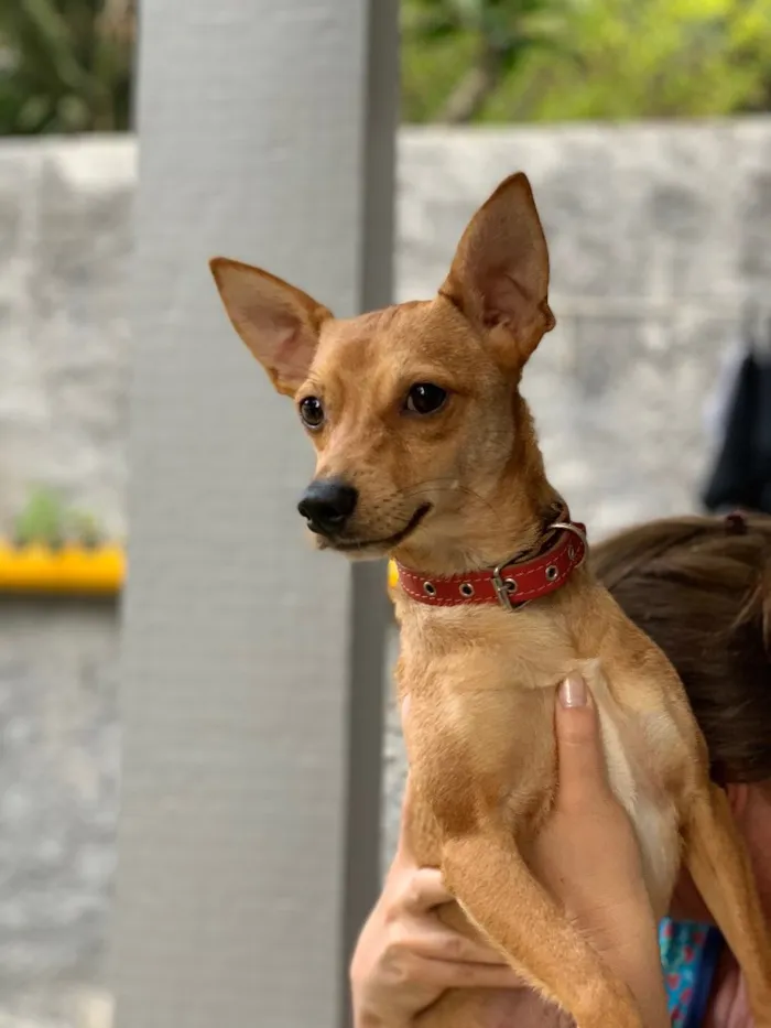 Cachorro ra a Srd idade  nome João