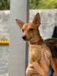 João