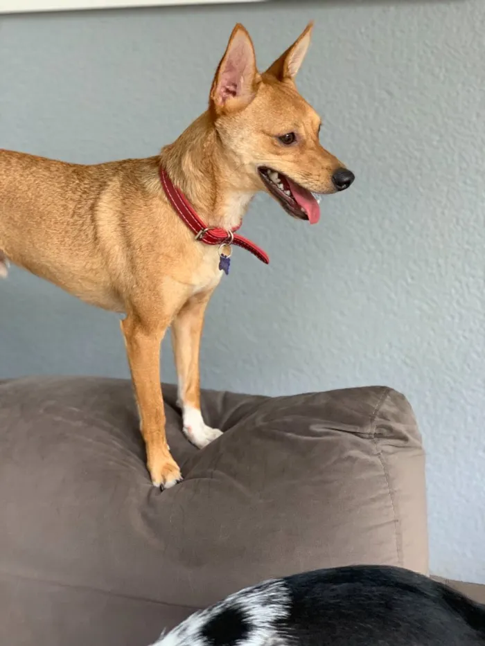 Cachorro ra a Srd idade  nome João