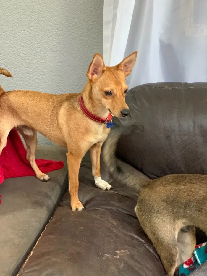 Cachorro ra a Srd idade  nome João
