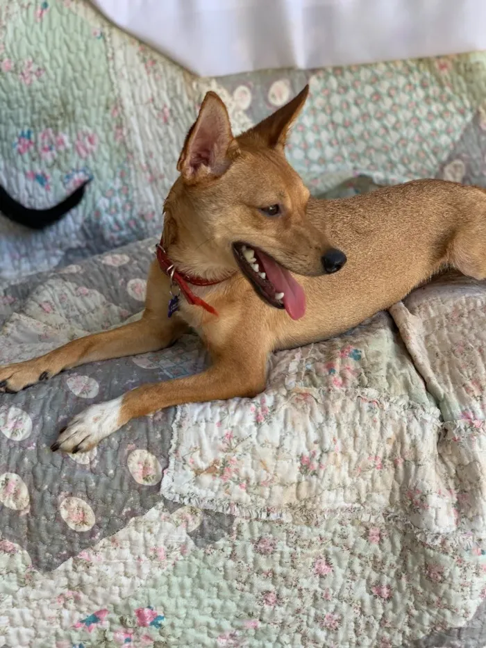 Cachorro ra a Srd idade  nome João