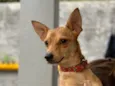 João