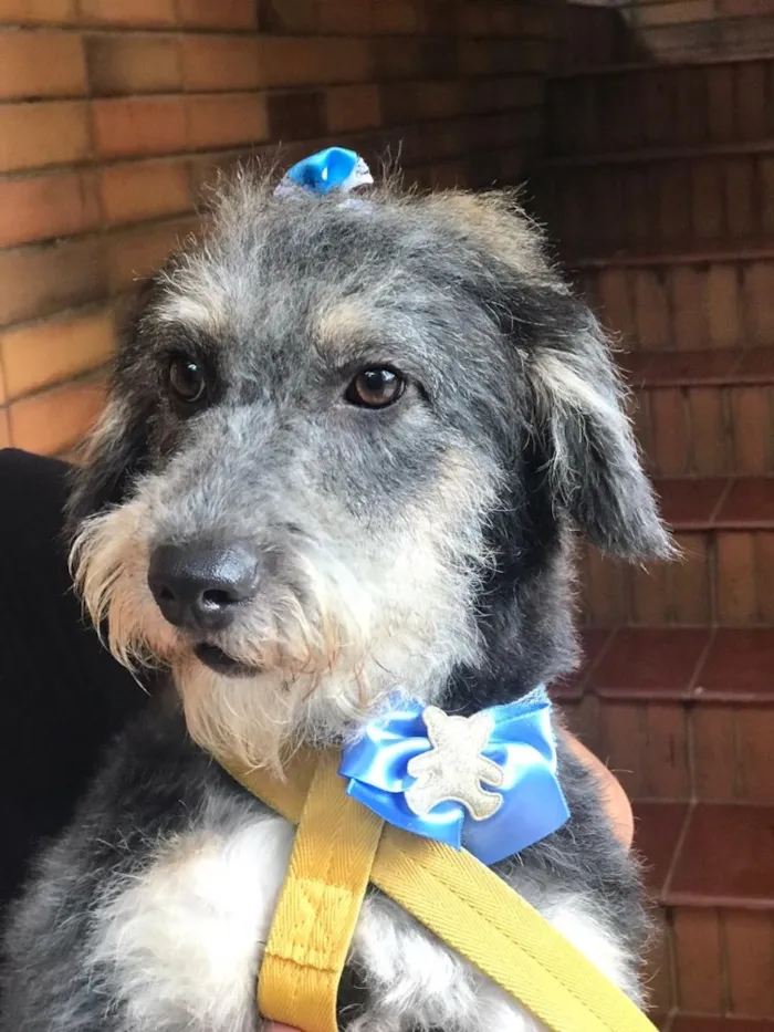 Cachorro ra a Srd idade  nome Lilica