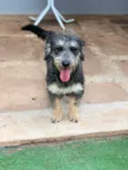 Lilica