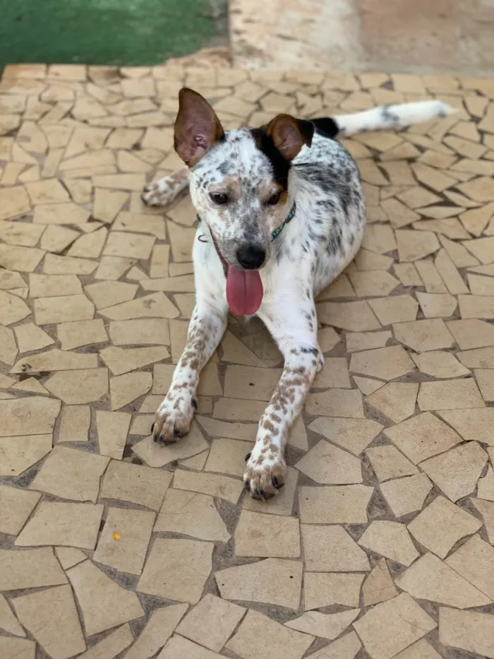 Cachorro ra a Srd idade  nome Joaquim
