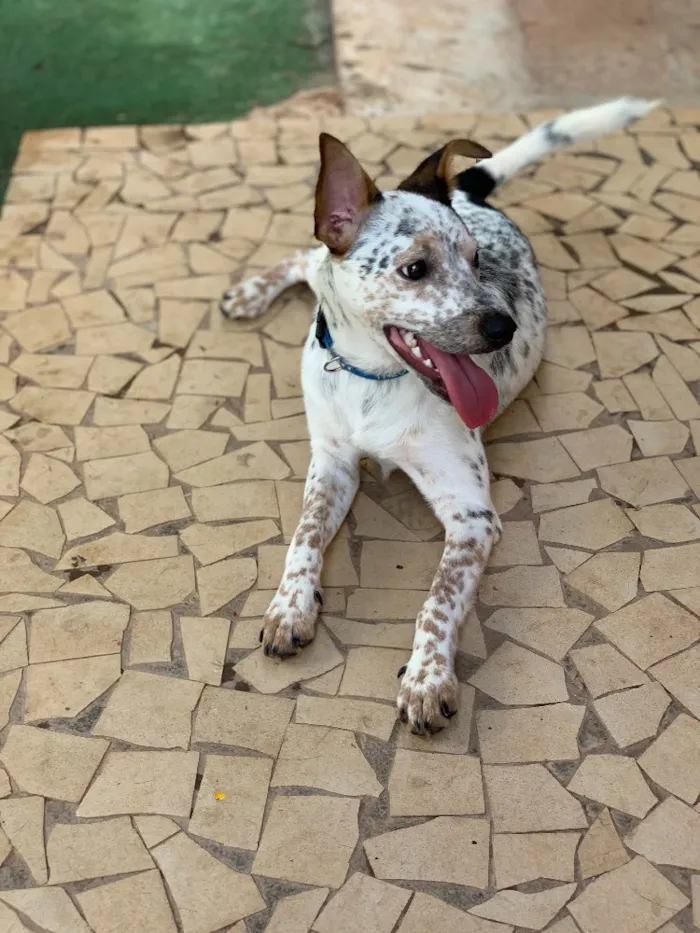 Cachorro ra a Srd idade  nome Joaquim