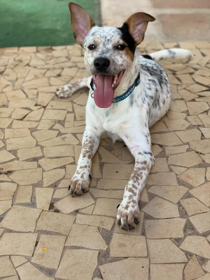 Cachorro ra a Srd idade  nome Joaquim